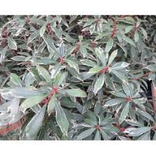 Image result for Pieris japonský obrázek