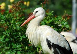 Animals in tahiti and throughout the islands of tahiti have been introduced to the islands over the last three thousand years since french polynesia was settled. Adw Aves Pictures