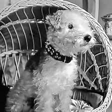 Homeward bound pet rescue & referral inc is incorporated in alaska, has 2 employees and estimated revenues of $31,722.00. Best Images Of Famous Dogs With Descriptions And Links