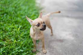 Miniature Pinscher Lifespan How Long Do They Usually Live