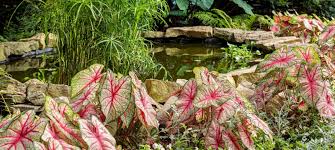Image result for Caladium