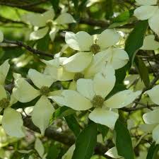 Epingle Sur Plantes Normandie