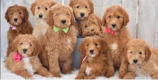 Our goldendoodles are bred to look less poodley and more doodley. Dandy Doodles Of The Palm Beaches Home Facebook