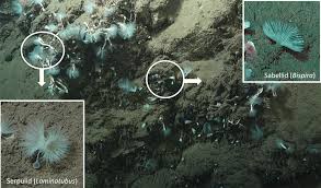 Online shopping for sports & outdoors from a great selection of lures, baits & attractants, rigs & jigs, flies & more at everyday low prices. Methanotrophic Bacterial Symbionts Fuel Dense Populations Of Deep Sea Feather Duster Worms Sabellida Annelida And Extend The Spatial Influence Of Methane Seepage Science Advances