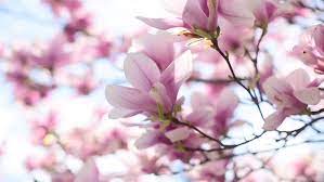 Download the perfect light pink flowers pictures. Beautiful Light Pink Magnolia Flowers Stock Footage Video 100 Royalty Free 1008263209 Shutterstock