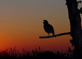 Risultati immagini per immagini di prati bagnati all'alba
