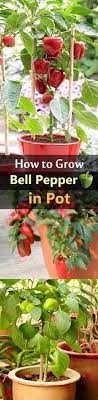 How To Grow Bell Peppers In Pots Complete Growing Guide Growing Vegetables Plants Growing Bell Peppers