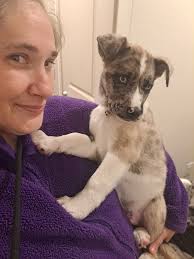 Join us for some yoga at the sanctuary. You get to relax, meet some animals  and a mini tour while supporting our rescued animals.