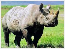 Check spelling or type a new query. Sumatran Rhinoceros Badak Sumbu Sumatera Photo My Picture Factory