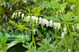 Image result for Dicentra spectabilis alba