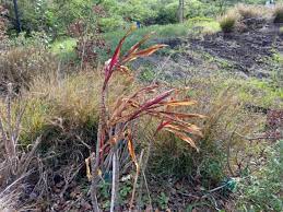 Planting strategies using native hawaiian plants. Denby Fawcett These Native Hawaiian Plants Are Dying Here S Why We Should Care Honolulu Civil Beat