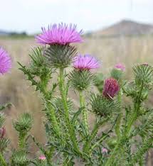 Exotic Species Spiny Plumeless Thistle U S National Park Service
