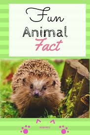 Hedgehogs And Aestivation Fun Facts About Animals Animal Facts African Hedgehog