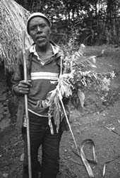 Image result for Hippocratea apocynoides