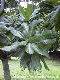 Image result for Barringtonia asiatica