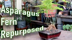 We did not find results for: Asparagus Fern Bonsai Poor Man S Bonsai Youtube