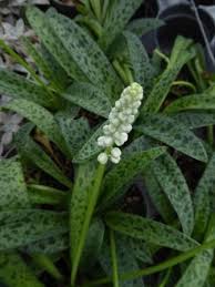 Image result for Ledebouria