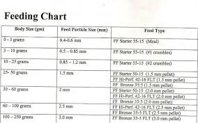 mastiff puppy feeding chart goldenacresdogs com