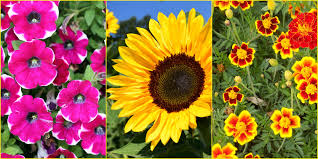 We did not find results for: 7 Fast Growing Flowers For Your Garden Best Summer Flower Seeds