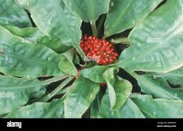 Image result for Palisota