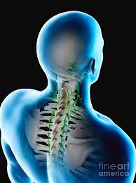 If the nodes are quite big, you may be able to see them bulging under the skin, particularly Lymph Nodes Of The Back And Neck Photograph By Sebastian Kaulitzki Science Photo Library