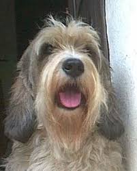 Image result for malý vendéeský hrubosrstý honič