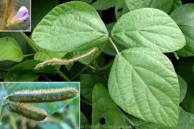Image result for Calopogonium mucunoides