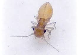 Tiny orange biting bugs near pool? Pest Advice For Controlling Booklice Psocids