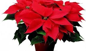 Namun banyak juga bunga jenis ini yang punya rasa tawar. 5 Tanaman Ini Cocok Untuk Dekorasi Natal Ternyata Punya Makna Yang Dalam Http Www Kalderanews Com