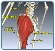This article serves as a reference outlining the various hip muscle groups based on function. Exercises For The Hip Joint Coon Rapids Chiropractic