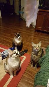Homemade cat treats are fun, easy and inexpensive to make! Please Sir Can We Have Some Delicious Boars Head Thinly Sliced Turkey Cats N Kittens Cat Pictures Cute Kittens