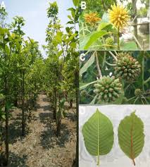 Image result for Mitragyna stipulosa