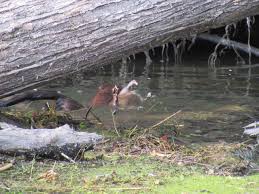 Don-isms" Wise Words About Life