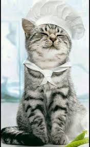 Gunseli Senoglu Adli Kullanicinin Animal Panosundaki Pin Goruntuler Ile Cute Kittens Kediler Ve Yavrulari Sevimli Kediler