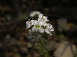 Image result for Isachne kiyalaensis