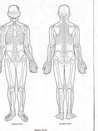 Is the study of structures or body parts and their relationships to on another. Anatomical Position Posterior Blank Diagram Page 1 Line 17qq Com