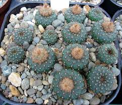 email protected all submissions to the cccss newsletter must be submitted two weeks prior to the monthly meeting. Frailea Asterioides Cactus Plants Flowering Succulents Small Cactus