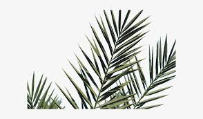 Choose from a curated selection of mac wallpapers for your mobile and desktop screens. Required Options Macbook Wallpaper Hd Palm Leaf Png Image Transparent Png Free Download On Seekpng