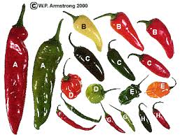 Chile Peppers