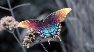 Butterflies wallpapers high quality for your laptop wallpaper. Beautiful Colorful 3d Hd Butterfly Wallpaper For Computers Laptops