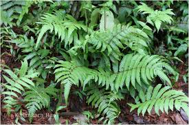 Image result for Christella dentata