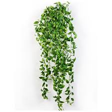 They don't require soil, so you can get really creative with the different containers you choose. Silk Plant Tradescantia Hanging Bush