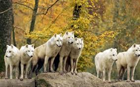 Free hd wallpaper, images & pictures of wolves, download photos of animals for your desktop. Autumn Family Flock Forest Grass Hunting Trees Wolves Wallpaper Background Best Stock Photos Toppng