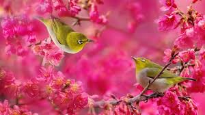Birds And Flowers Birds Wallpapers Live Hd Wallpaper Hq Pictures Images Photos Burung Cantik Bunga Vintage Burung