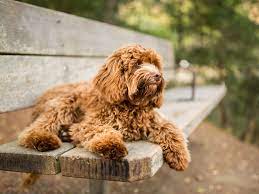 Visit our website for pictures, as well as our spring creek labradoodles facebook page! Labradoodles Are More Poodle Than Lab