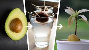 Heute ist sie eine bereicherung ein avocadobaum lässt sich ohne probleme auch in unseren breiten züchten. Avocadokern Einpflanzen So Zuchten Sie Eine Avocadopflanze Oko Test