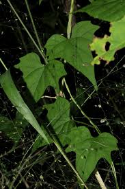 Image result for Ipomoea simonsiana