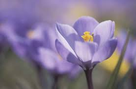 Obituary Olga P Romo Klein Funeral Homes And Memorial Parks