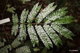 Image result for Eriosema lebrunii