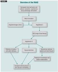 The Renin Angiotensin Aldosterone System Approaches To